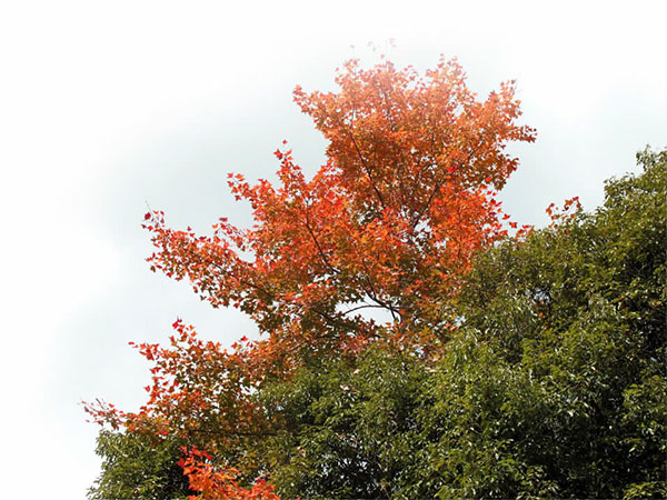 立冬楓香紅葉，美麗風景