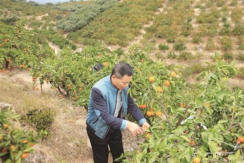 臺州涌泉蜜橘價漲20%，你買單了嗎？