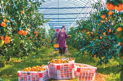 升級換代，“紅美人”柑橘大棚里結出致富果
