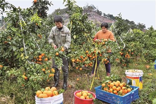 土地有流轉租金 務工有工資收益 仙居：柑橘“甜蜜”豐收