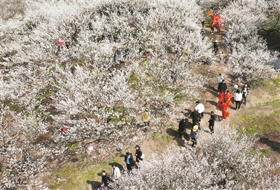 共享“梅”好時光 紹興上虞5000畝梅花進入最佳觀賞期