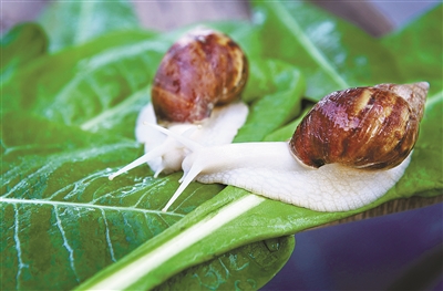 能食用的蝸牛、吃中草藥的蛋雞…… 安吉這個農業園區科技范兒十足