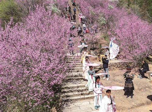 天臺山和合花朝節開幕
