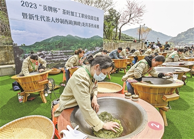 煥發新綠 西湖龍井群體種迎來大規模開采 年輕一代已自信前行在傳承路上