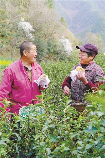 先人傳下來的口糧，化為年產值2000萬元的產業 玉米做的主食從“米飯區”突圍而出