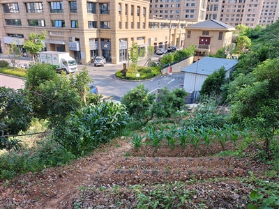  山坡林地里有人墾荒 綠道入口旁有人種菜 新城零星毀綠種菜現象亟需整治