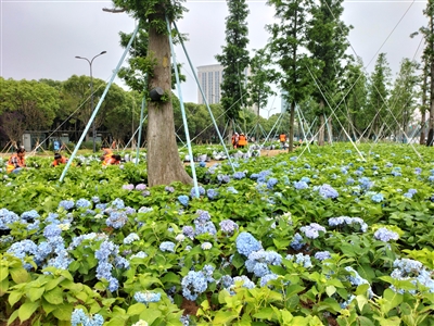 迎接杭州亞運盛會 提升道路綠化品質 新城打造“花園道路”“花海彩林”