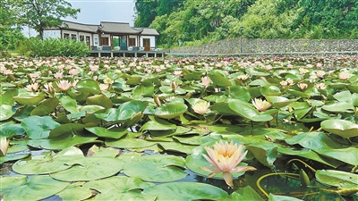 花期長達5個月，可賞可食用 安吉神奇的“香水蓮花”