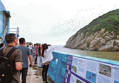 近距離欣賞“萬鷗齊飛”  洞頭推出鳥島游項目