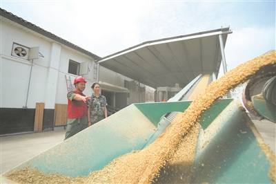 機械化提高糧食入庫進度  瑞安夏糧收購已達55%