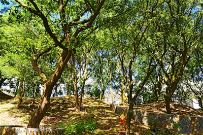 我市一地入選“省古樹名木文化公園”