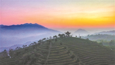 正月喝一杯溫州早茶  首屆中國（溫州）早春茶大會周六舉行