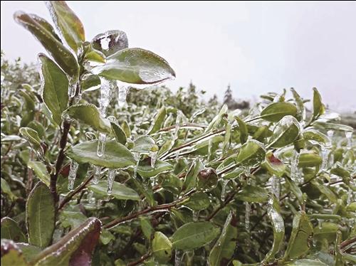 遭遇寒潮，我市春茶采摘延遲 部分特早熟“烏牛早”茶葉受凍害