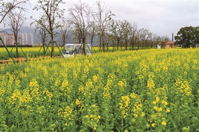體驗田園樂趣，尋覓鄉愁記憶，感受文旅魅力——  三垟濕地新年又有新玩法