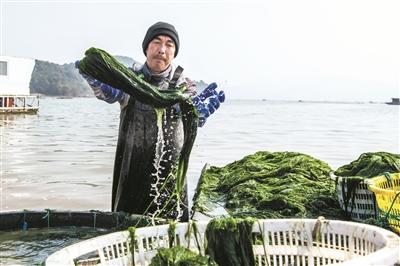 海苔迎來 采收旺季