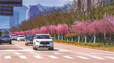 好浪漫的 “櫻花大道”
