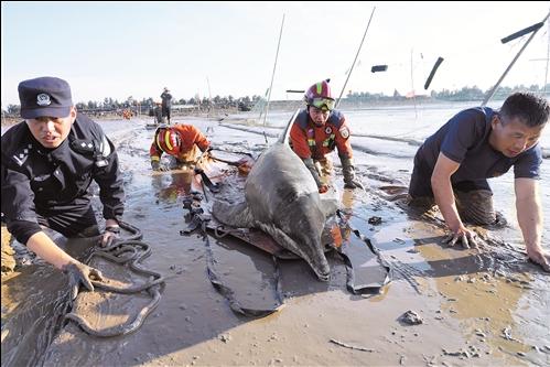 溫嶺：海豚擱淺 多部門合力營救