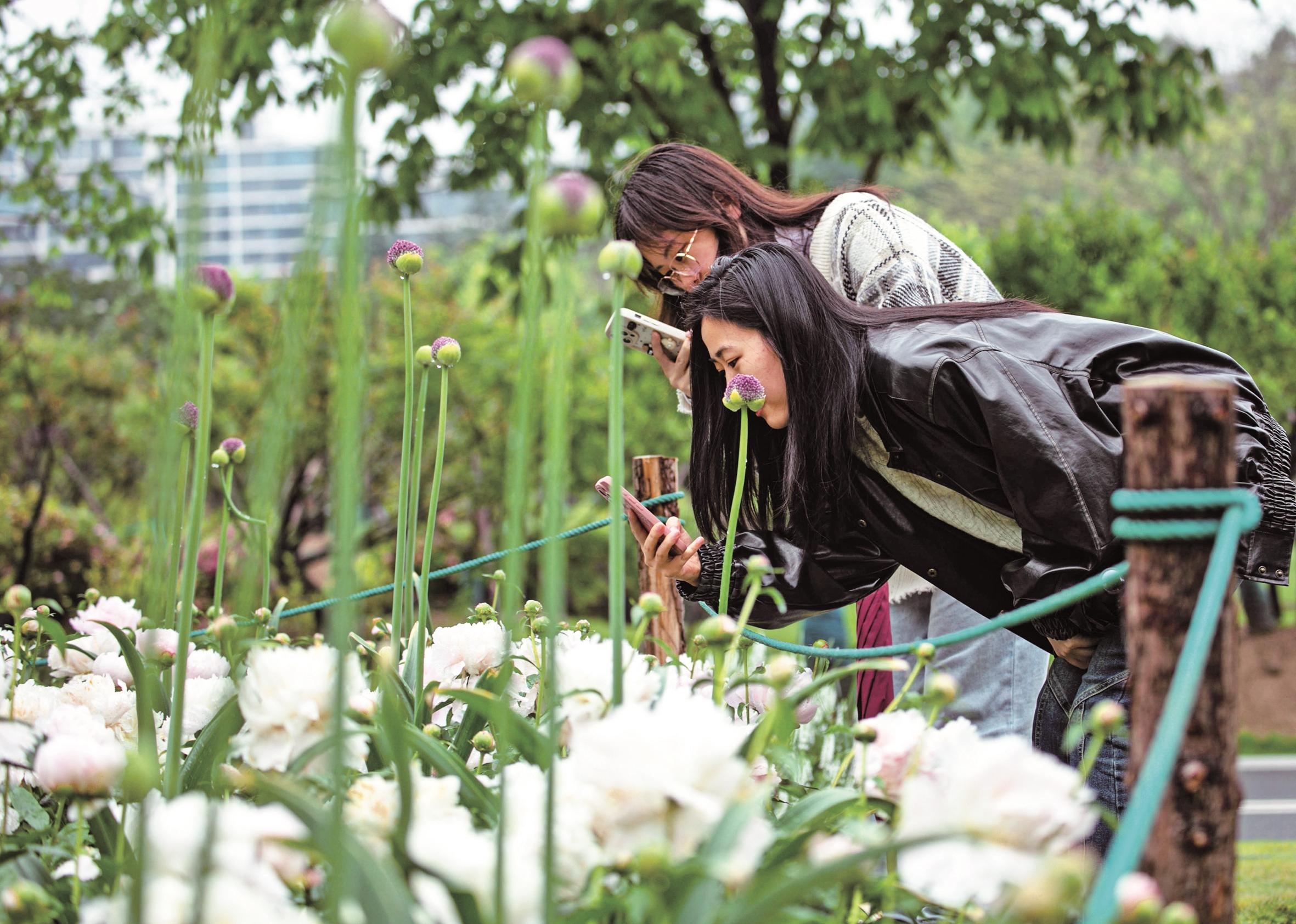 芍藥引來賞花客