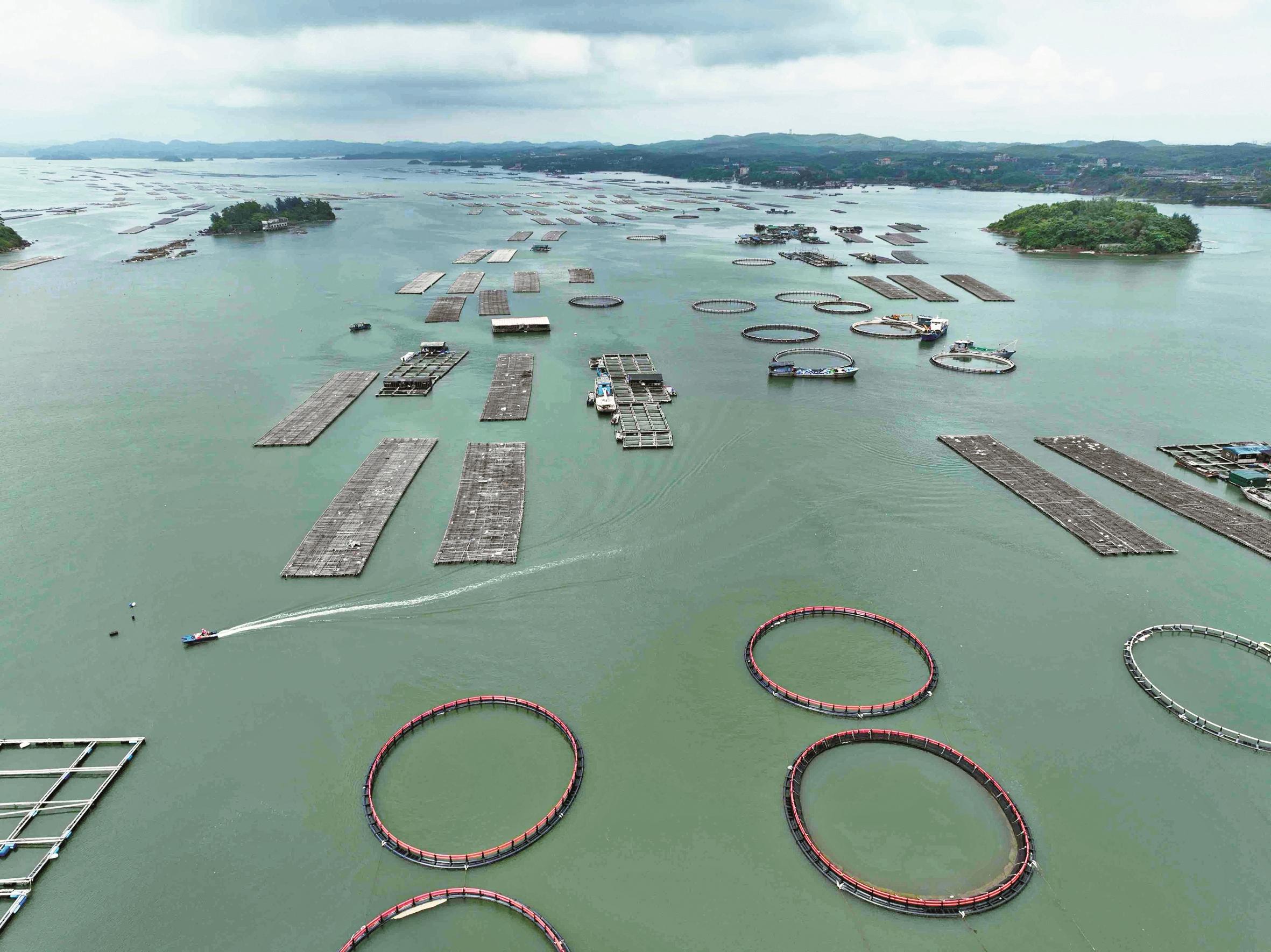 防城港： 浩瀚海洋變“萬頃牧場”