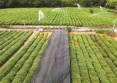 搭遮陽網 澆水保濕 景區茶村茶園多措并舉保障過“大烤”