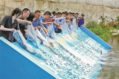 臨安放流24萬(wàn)尾“彩虹魚(yú)”
